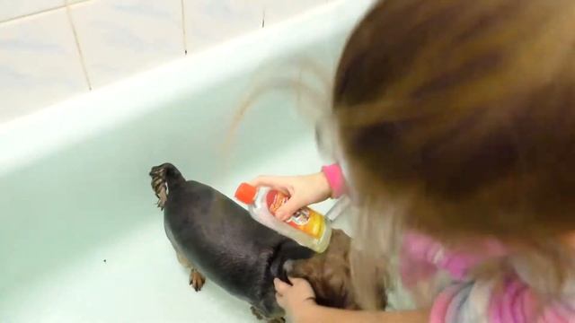 Салон КРАСОТЫ 24 часа для Собаки НОВАЯ СТРИЖКА смогу ли я челлендж смотреть онлайн