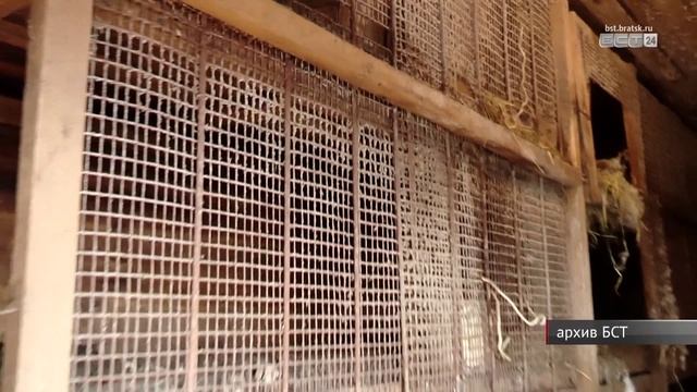 В Братске проснулся медведь смотреть онлайн