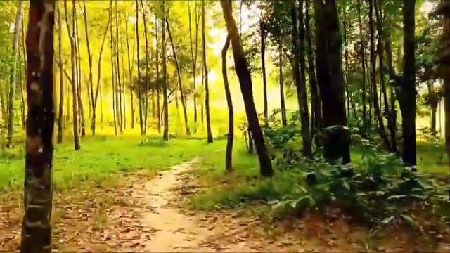 সুন্দর ভয়ংকর সুন্দরবন সবচেয়ে বড় ম্যানগ্রোভ বন || আদ্যোপান্ত || Largest Mangrove Forest |Sundarban смотреть онлайн