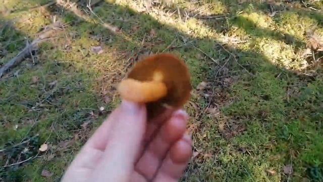 #грибы #опята #лес #ужин смотреть онлайн