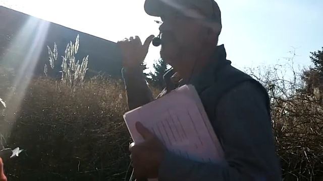 Fallopia baldschuanica (Silver-vine Fleeceflower) смотреть онлайн