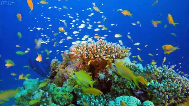 12 Hours Of Stunning Aquarium Relax Music, Beautiful Aquarium Coral Reef Fish (4K Video Ultra Hd)