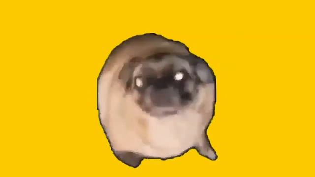 Мопс танцует 1 час смотреть онлайн