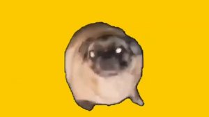 Мопс танцует 1 час