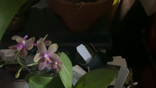 FRIDAY'S MOST FRAGRANTEST ORCHID IN MY COLLECTION...right now #fragrantorchids смотреть онлайн