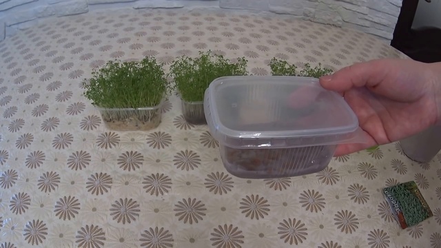 СПОСОБЫ ВЫРАЩИВАНИЯ ВИТАМИННОЙ ЗЕЛЕНИ БЕЗ ЗЕМЛИ смотреть онлайн