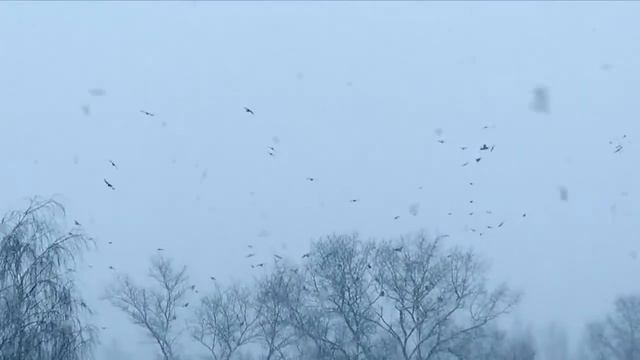 Снегири посланники весны смотреть онлайн