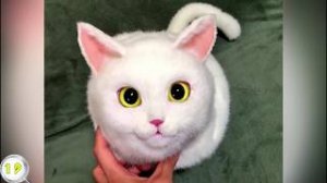 60 КРУТЫХ ТОВАРОВ С ALI _ САМЫЕ ЛУЧШИЕ ВЕЩИ С АЛИ.mp