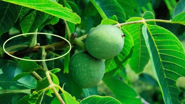 Зубной камень убираем сами. Как снизить образование зубного камня. смотреть онлайн