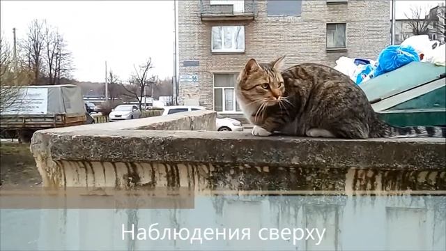 ПРО КОТОВ И КОШЕК. Дворовые коты и голуби смотреть онлайн