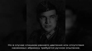 Что значит самобесплодный сорт – особенности опыления плодовых деревьев