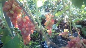 виноград румба