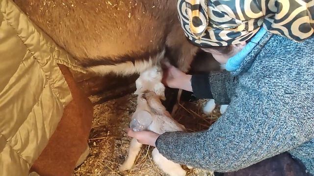 как кормить новорожденных козлят? Кормление другой козой. смотреть онлайн