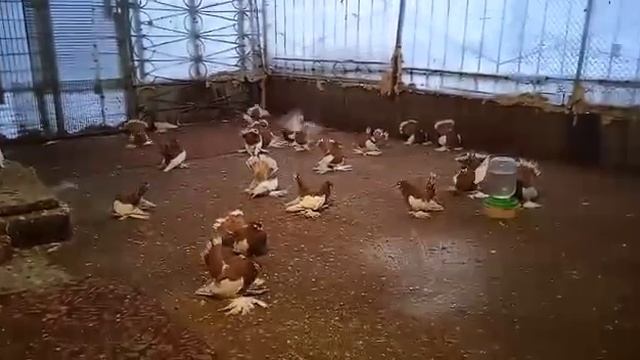 Статные Голуби Василия Старкова. Желтошалевые Голуби. смотреть онлайн