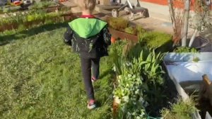 Ящерицы. Дети ловят ящериц. Ящерицы на даче