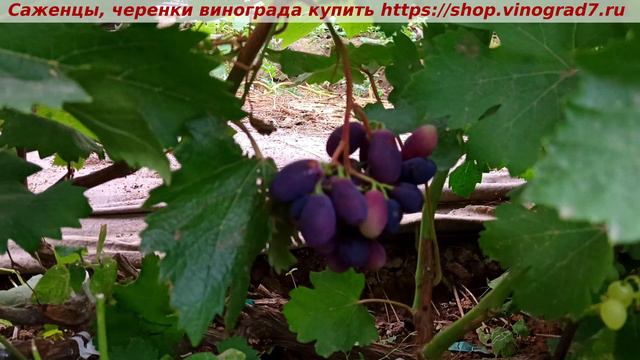 Парад окрашивания ультраранних сортов и ГФ винограда 9 июля- ВЛАДЫКА НОЧИ ультрараннего срока смотреть онлайн