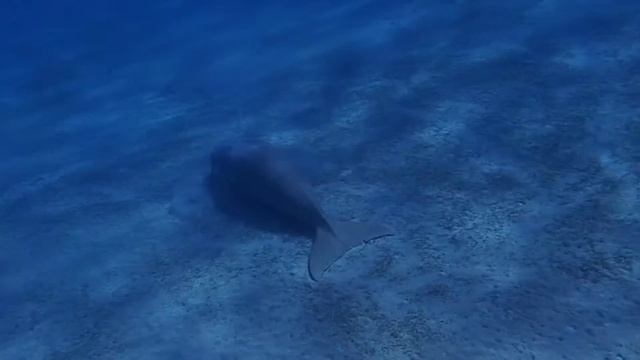 Dugong dugon (Marsa Egla) смотреть онлайн