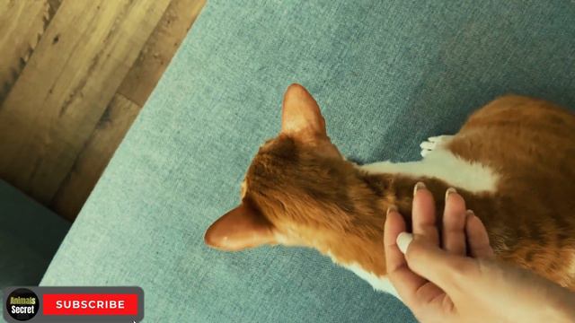 Top 5 small Cat breed *teacup cat* смотреть онлайн