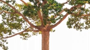 Как ориентироваться в лесу | Классные часы и ОБЖ #68 | Инфоурок