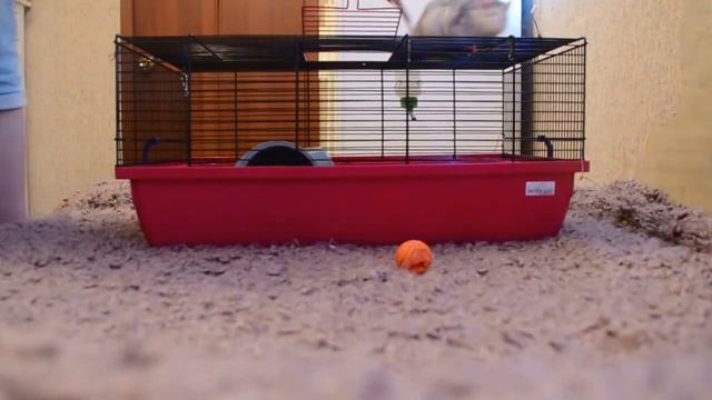 Декоративные крысы | Собираем клетку | clean cage смотреть онлайн