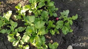 Когда можно сажать редиску? Как вырастить редиску. Можно ли сажать редиску летом