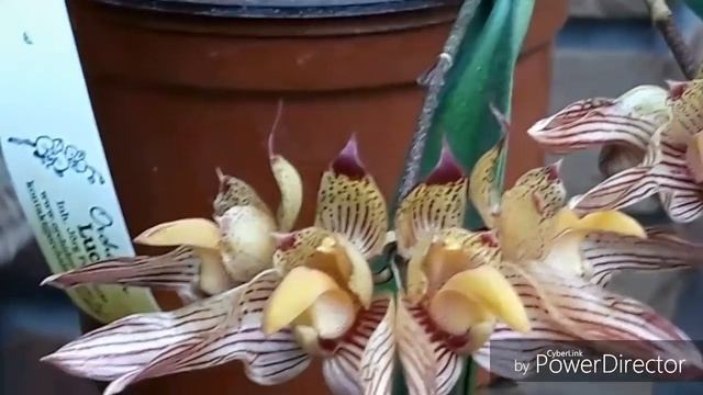 Орхидея БУЛЬБОФИЛЛУМ/bulbophyllum bicolor/ биколор и что надо для его цветениЯ? смотреть онлайн
