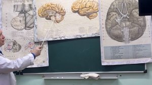 Видеолекция «Головной мозг (стволовая часть)»