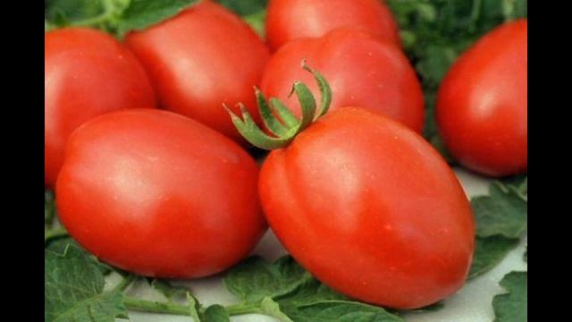 Обзор сорта помидора томата "Барнаульский консервный" (характеристики, свойства, фото) смотреть онлайн