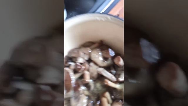 Грибы лесные разные. Поддубники, польские, решётки. Маринуем жарим варим. смотреть онлайн