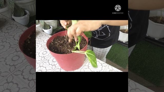 How to propagate marble queen photos + nabuhay ulit ang black velvet смотреть онлайн