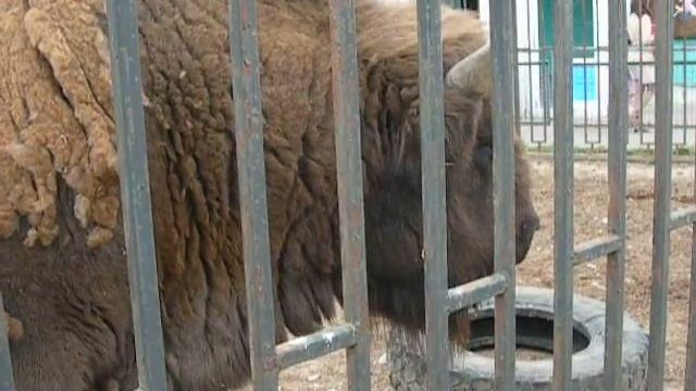 Футаж Белорусский Зубр. Животное Зубр. Видеофутажи. Животное Зубр Видео. Футажи для видеомонтажа смотреть онлайн