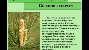 Сосновые почки