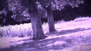 Букашки   Крохи   Минускулы   Minuscule   Мечта гусеницы 1 сезон серия 19