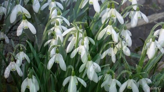 Подснежник - первый колокольчик весны смотреть онлайн