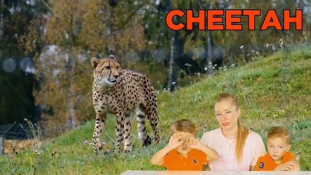 [ GUESS ] WHAT IS THiS SAVANNA ANIMAL? ❤️ FLAMINGO, HIPPO, MEERKAT | KiD LEARN SAVANNA ANIMALS ❤️ смотреть онлайн