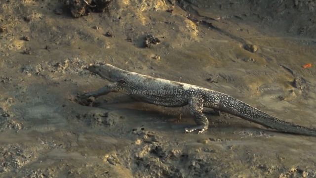 Water Monitor Sighting during 18-23 Nov 2021 Sundarban Wildlife Photography Tour | Clip 9 смотреть онлайн