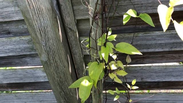 Clematis: The President