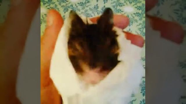 ?Мой джунгарский хомяк после купания)? смотреть онлайн