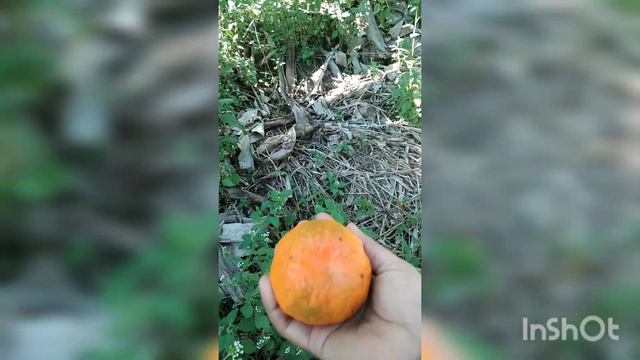 kum9 hnu ah serthlum kan seng ve ta ee..🍊🍊🍊 смотреть онлайн