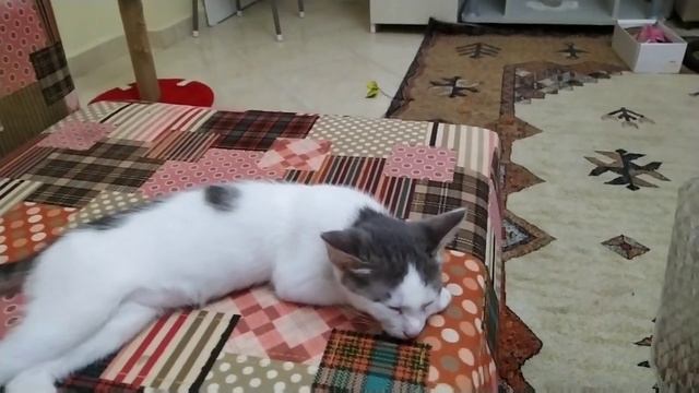 Где спит кошка? Самые неожиданные места смотреть онлайн