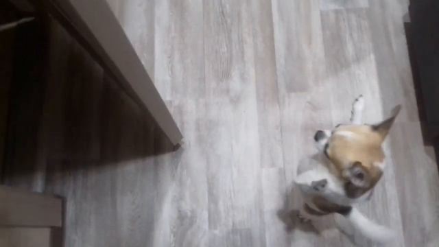 Собака закрывает дверь по команде смотреть онлайн