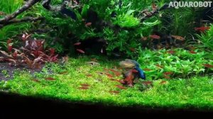 Расбора Бригитты | (Boraras brigitte).