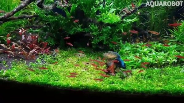 Расбора Бригитты | (Boraras brigitte).