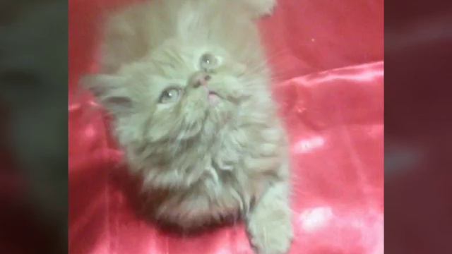 г. Астрахань, персидские котята. смотреть онлайн