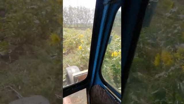 Подсолнечник падолочный убираем на сенаж с кир 1.5 и мтз 80 смотреть онлайн