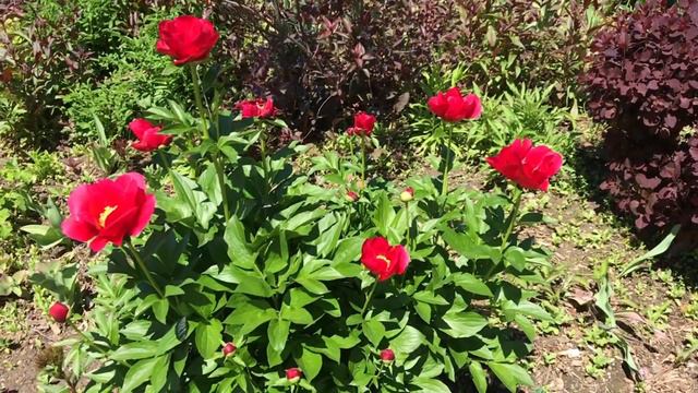 Burma Joy Peony (Paeonia "Burma Joy" - Peony cultivar) смотреть онлайн