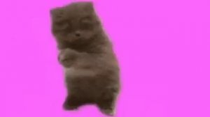 Kitty go kitty go 1 hour