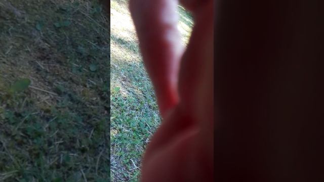 Ежиха родила пять ежят и привезла на показ смотреть онлайн