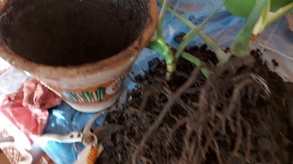 Монстера пропадает. Причины. Пересадка, как спасение