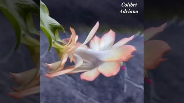 Шлюмбергера Colibri Adriana